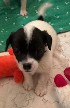 Chihuahua and Dachshund Dogs Available for Adoption in Los Angeles, California - Puppy Oreo  -  Las Vegas | PetCurious
