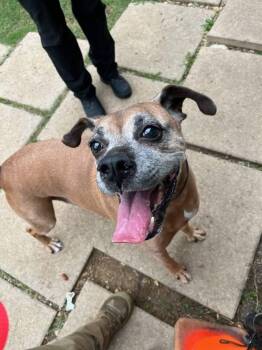 Boxer Dogs Available for Adoption in Hewitt, Texas - Raymond | PetCurious