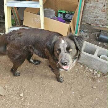 Huck -  Pointer and Mixed Breed Dog for Adoption in Tacoma, Washington - Huck | PetCurious