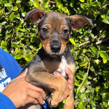 Rose -  Chihuahua and Mixed Breed Dog for Adoption in Goleta, California - Rose | PetCurious