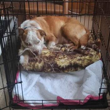Rescue Australian Cattle Dog Blue Heeler Dogs for Adoption in Kempner, Texas - Cinnamon | PetCurious