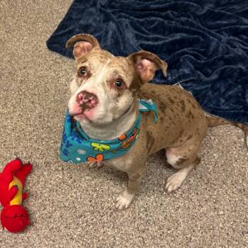 Rescue Pit Bull Terrier Dogs for Adoption in Fresno, California - Lulu | PetCurious