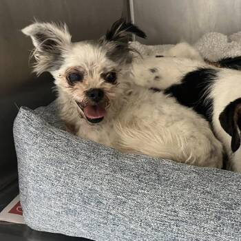 T-Rex -  Maltese and Mixed Breed Dog for Adoption in Northbrook, Illinois - T-Rex | PetCurious
