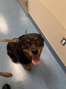 Rottweiler Dogs Available for Adoption in Pearland, Texas - CALI | PetCurious