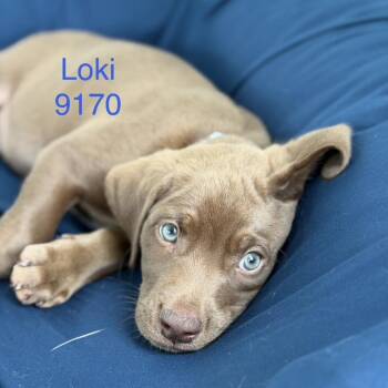 Labrador Retriever Dogs Available for Adoption in Tacoma, Washington - Loki | PetCurious
