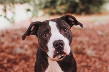 93657A Luna -  American Staffordshire Terrier and Mixed Breed Dog for Adoption in North Charleston, South Carolina - 93657A Luna | PetCurious