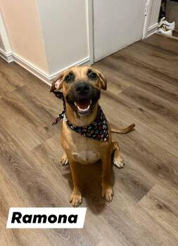Rescue Labrador Retriever and Mixed Breed Dogs for Adoption in Palm Desert, California - Ramona | PetCurious