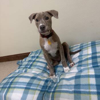 Ivy Hope -  Mixed Breed Dog for Adoption in Douglas, Massachusetts - Ivy Hope | PetCurious