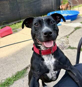 Alfredo -  American Bully Dog for Adoption in Cleveland, Ohio - Alfredo | PetCurious