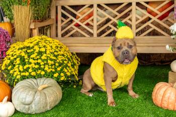 Rescue American Bully Dogs for Adoption in Stamford, Connecticut - Albert | PetCurious