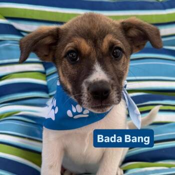 Bada Bang -  Australian Shepherd and Great Pyrenees Dog for Adoption in Newport Beach, California - Bada Bang | PetCurious