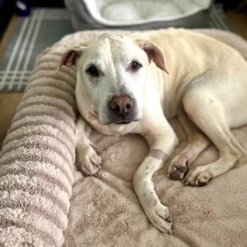 Yellow Labrador Retriever and Mixed Breed Dogs Available for Adoption in Durham, North Carolina - Ivy | PetCurious