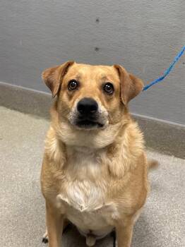 DENNIS -  Beagle and Mixed Breed Dog for Adoption in Las Vegas, Nevada - DENNIS | PetCurious