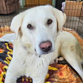 Yasha -  Great Pyrenees and Labrador Retriever Dog for Adoption - Yasha | PetCurious