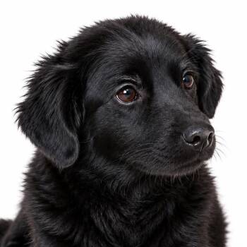 Gia (20260828-01) -  Chow Chow Dog for Adoption in Niagara Falls, Ontario - Gia (20260828-01) | PetCurious