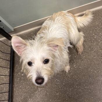 Tofu -  Mixed Breed Dog for Adoption in Skokie, Illinois - Tofu | PetCurious