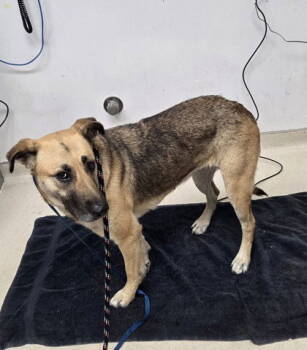 Rescue German Shepherd Dog Dogs for Adoption in Oakland, California - Maisy | PetCurious