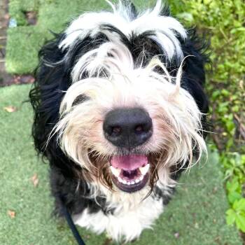 Sheldon -  Mixed Breed Dog for Adoption in Walker, Michigan - Sheldon | PetCurious