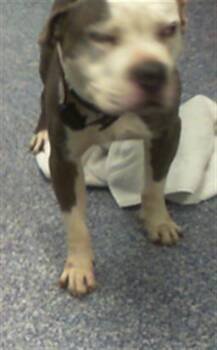 A1266857 -  Pit Bull Terrier Dog for Adoption in Charlotte, North Carolina - A1266857 | PetCurious