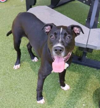 Tim-Tim - Project Homebound -  Mixed Breed Dog for Adoption in Athens, Georgia - Tim-Tim - Project Homebound | PetCurious