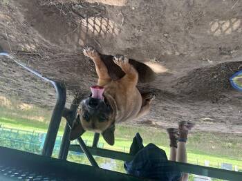 Chow Chow Dogs Available for Adoption in Dallas, Texas - Jinjer GDP | PetCurious