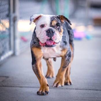 GIGI -  English Bulldog Dog for Adoption in Joshua Tree, California - GIGI | PetCurious
