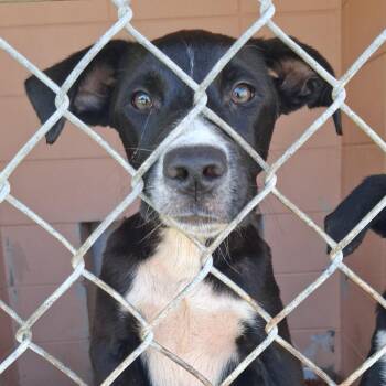 Zippo -  Labrador Retriever and Pit Bull Terrier Dog for Adoption in Gautier, Mississippi - Zippo | PetCurious