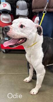 Odie FOSTER NEEDED -  American Bulldog Dog for Adoption in Spring City, Pennsylvania - Odie FOSTER NEEDED | PetCurious