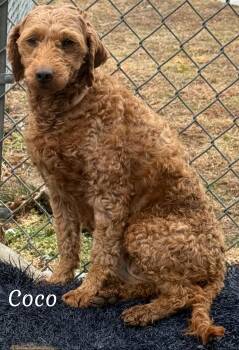 Goldendoodle Dogs Available for Adoption - Coco | PetCurious