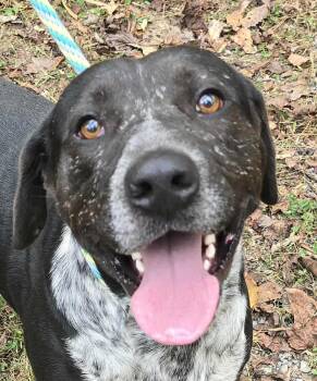 Rescue Australian Cattle Dog Blue Heeler Dogs for Adoption in Cleveland, Tennessee - Tank #2 | PetCurious