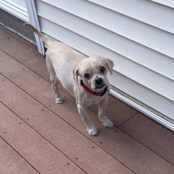 Shih Tzu Dogs Available for Adoption - Bentley | PetCurious