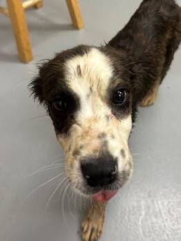 Stana (Castle x5) -  Shepherd Dog for Adoption in Hartsville, South Carolina - Stana (Castle X5) | PetCurious