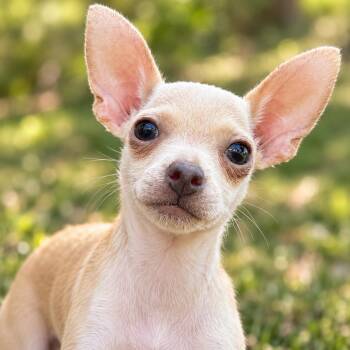 Jill -  Chihuahua Dog for Adoption in Sumter, South Carolina - Jill | PetCurious