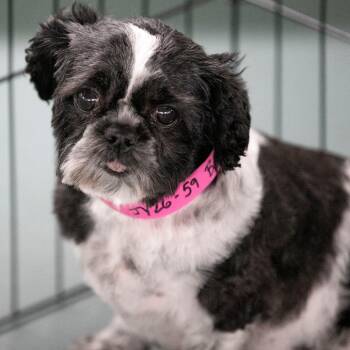 Bubbles (JN26-82) -  Shih Tzu Dog for Adoption in Peyton, Colorado - Bubbles (JN26-82) | PetCurious
