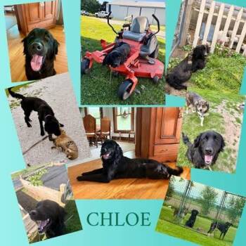 Retriever Dogs Available for Adoption in Rensselaer, Indiana - Chloe | PetCurious
