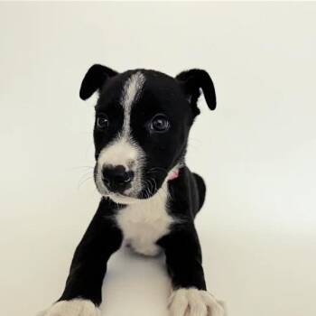 Brandy -  Mixed Breed Dog for Adoption in Brentwood, Missouri - Brandy | PetCurious