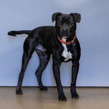 Nano -  Pit Bull Terrier Dog for Adoption in Council Bluffs, Iowa - Nano | PetCurious
