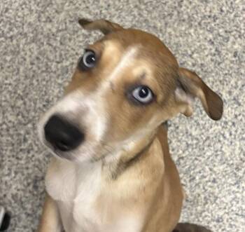 Dobby -  Labrador Retriever Dog for Adoption in Golden, Colorado - Dobby | PetCurious