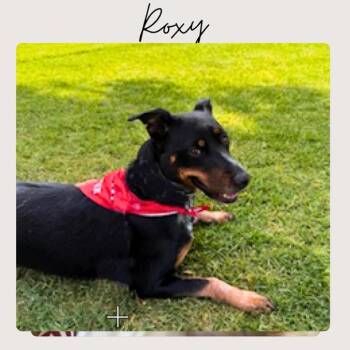 Cattle Dog and Australian Cattle Dog Blue Heeler Dogs Available for Adoption in San Juan Capistrano, California - Roxy * | PetCurious