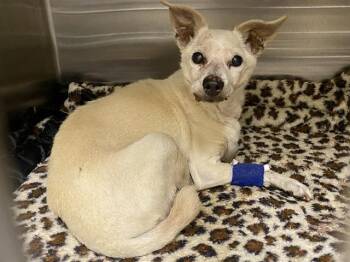 Dachshund and Mixed Breed Dogs Available for Adoption - ROADIE | PetCurious