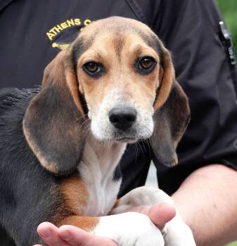 Sierra -  Beagle Dog for Adoption in Millfield, Ohio - Sierra | PetCurious