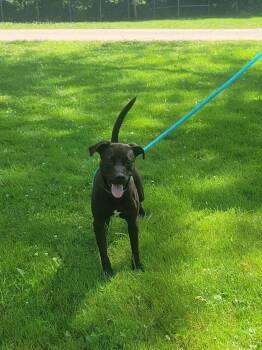 Pit Bull Terrier Dogs Available for Adoption - Sonny | PetCurious