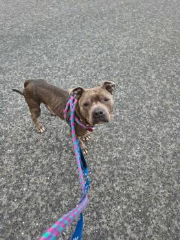 Pit Bull Terrier Dogs Available for Adoption in Groveland, Massachusetts - Kieran | PetCurious