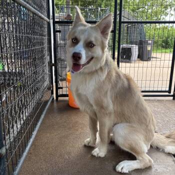 Jasper -  Husky and Shepherd Dog for Adoption in Lake Jackson, Texas - Jasper | PetCurious