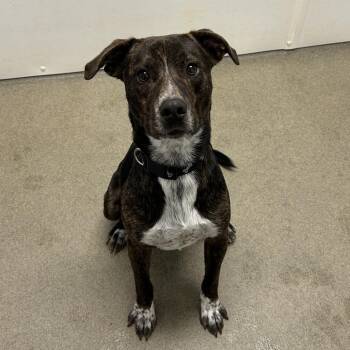 Mixed Breed Dogs Available for Adoption in Rocky Mount, Virginia - Vernon | PetCurious