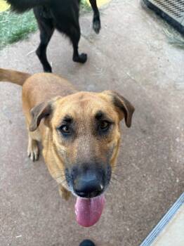 Luna -  Golden Retriever and German Shepherd Dog Dog for Adoption in Bossier City, Louisiana - Luna | PetCurious