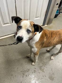 Charlie -  Terrier Dog for Adoption in Hopkinsville, Kentucky - Charlie | PetCurious