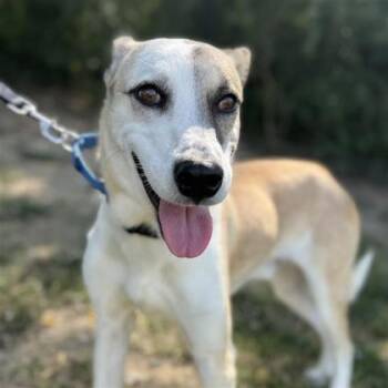 Rescue Great Pyrenees and Mixed Breed Dogs for Adoption in Dallas, Texas - Jasper | PetCurious