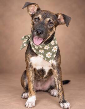 Lacey -  Shepherd Dog for Adoption in The Woodlands, Texas - Lacey | PetCurious