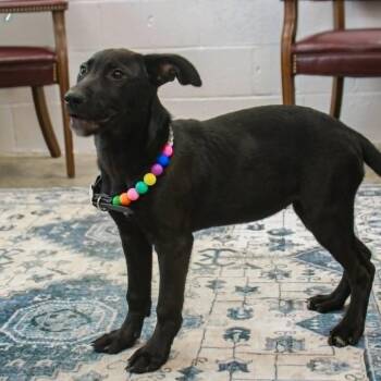 Lola -  Black Labrador Retriever and Mixed Breed Dog for Adoption in Madisonville, Kentucky - Lola | PetCurious